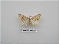 藏品(尺蛾251)的圖片